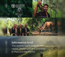 FAO releases first-ever Asia-Pacific Information Brief on wildlife, health, and livelihoods nexus 